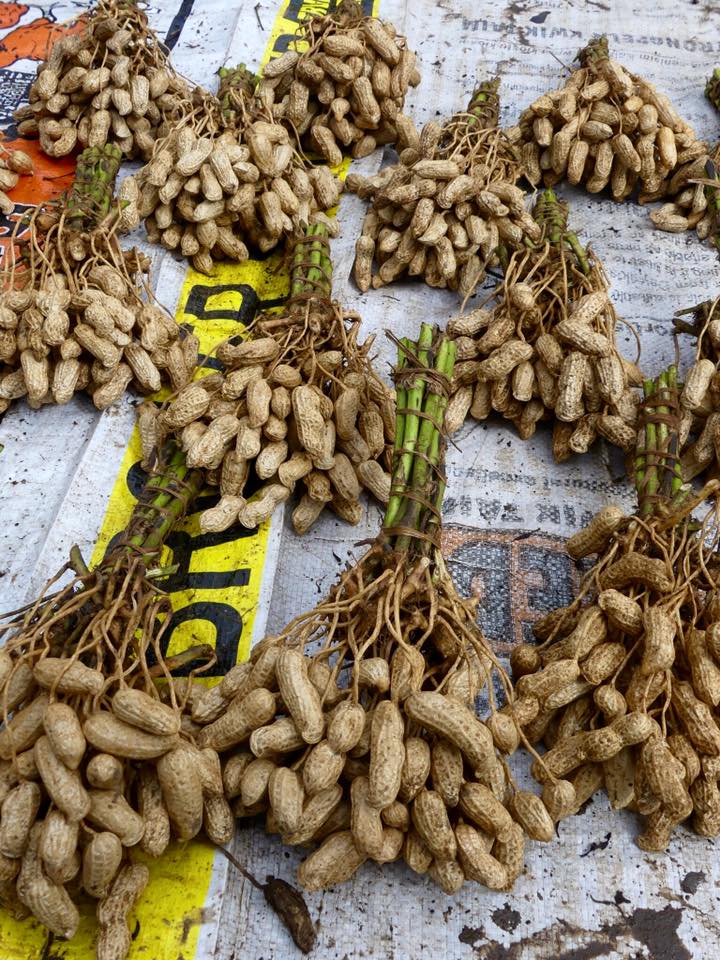 Peanuts (Raw)
