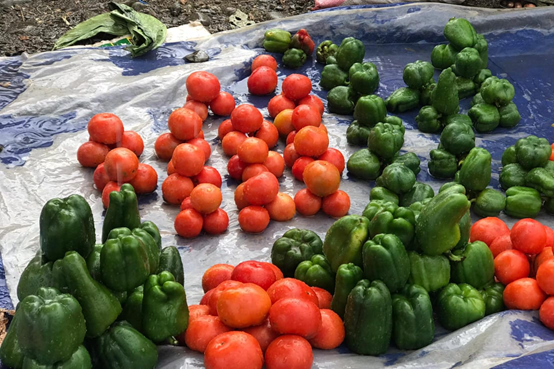 Capsicum Variety