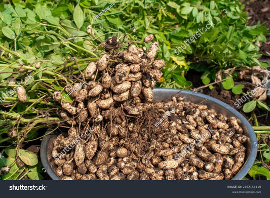 Peanuts (Raw)