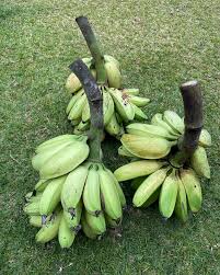 Banana Raw (Soti Membelg)