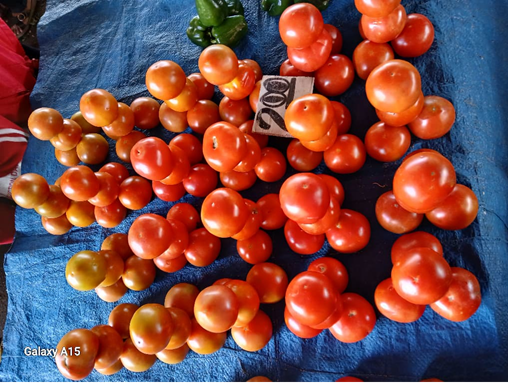 Organic Tomatoes